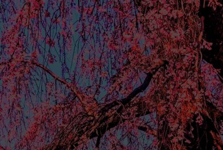 しだれざくら - 久保田　俊 