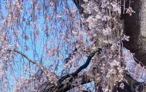 枝垂れ桜 - 久保田　俊 