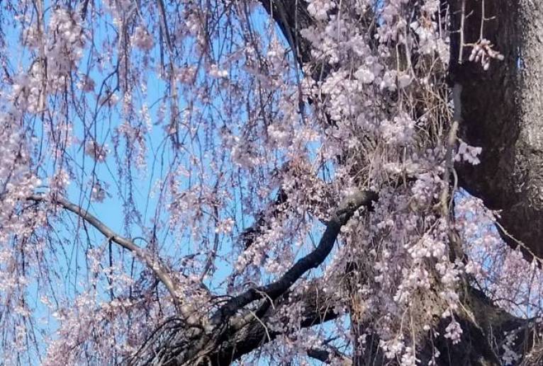 枝垂れ桜 - 久保田　俊 