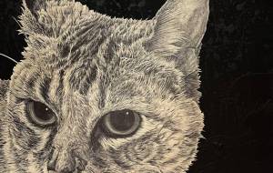 午後の猫 - 山田貴裕 