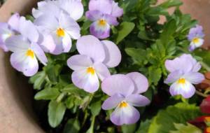 春ですね - エミリ 