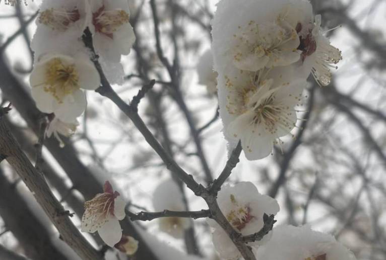 White - Acry 
