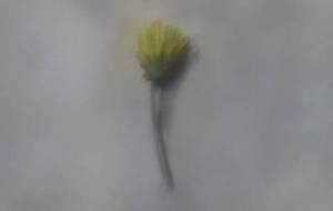 春の時間と喜び - 真鍋哲地 