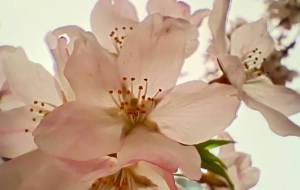 花盛りな錦町公園から - 明紅葉 