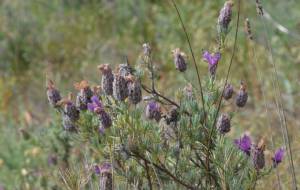 フレンチラベンダー - エミリ 