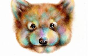 レッサーパンダ - 田寺　誠人 