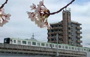 仙台市地下鉄南北線と桜 - 軍曹 