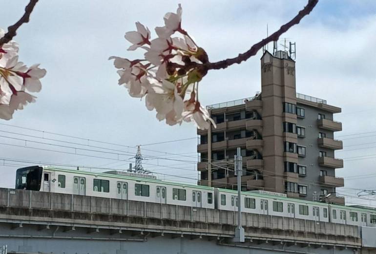 仙台市地下鉄南北線と桜