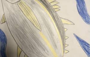 アクセル全開キハダマグロ - 住田ヒロンパ 