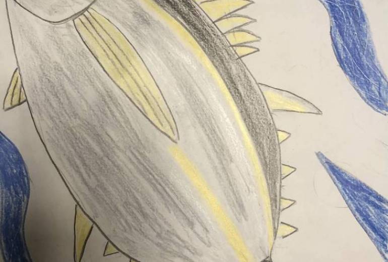 アクセル全開キハダマグロ