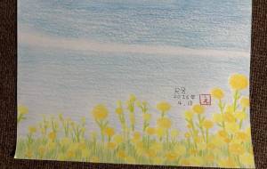 菜の花と飛行機雲 - 恵麻 