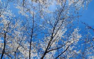 春きたね。 - naomi 