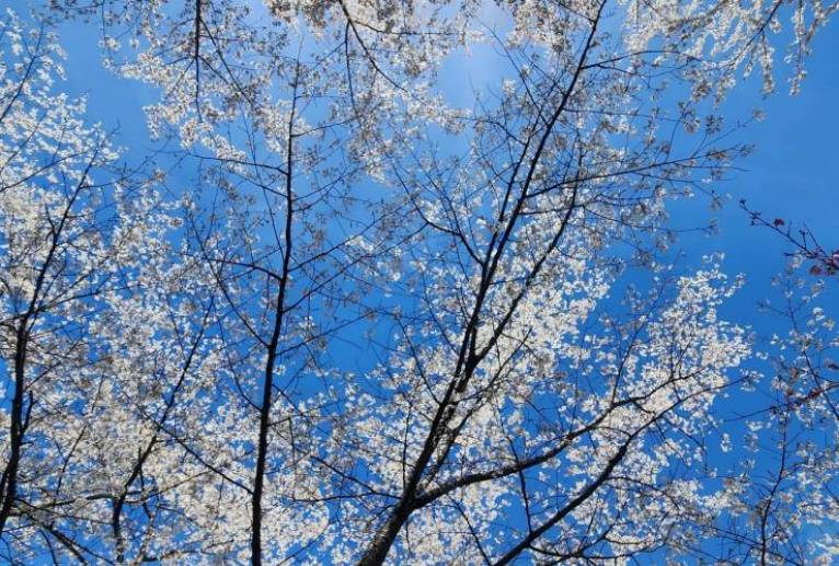 春きたね。 - naomi 