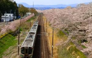 船岡の千本桜と東北本線 - 軍曹 