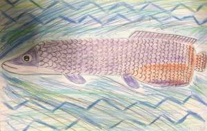 突き進むアロワナ - 住田ヒロンパ 