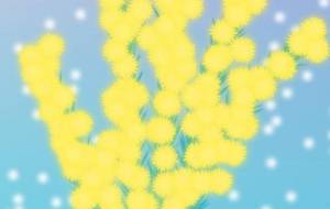 ミモザ - しずく 