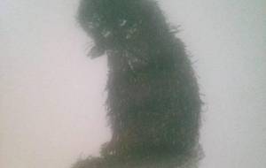 オス猫、ボロボロになりながら我が仔猫に餌を - 真鍋哲地 