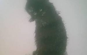 オス猫の彼は我が仔猫のために命懸けで餌を - 真鍋哲地 