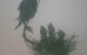 例えば我が子を守る小鳥（僕は母さんを認知症という悪魔から守りたい） - 真鍋哲地 