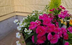 かがやき - 林田きよし 