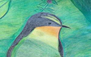 春の野鳥 - さら 