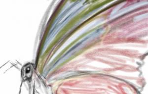 チョウ - タカツキミドリ 