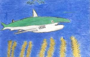 サメ - 山下　誠 