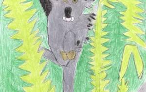 コアラ - 山下　誠 