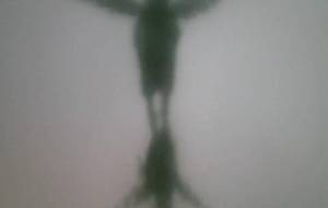 母さん認知症なんか怖くないよ、大丈夫だよ幸せの翼で飛べるよ母さん恐れないで、幸せになっていいんだよ - 真鍋哲地 