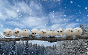 シマエナガ達の休息 - 朝日奈 楓 