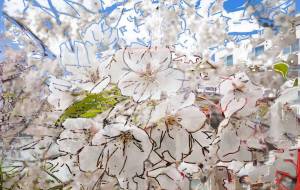 春のレイヤー - Yukihiro Sato 