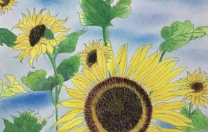 夏空のひまわり - 赤﨑ゆみ子 