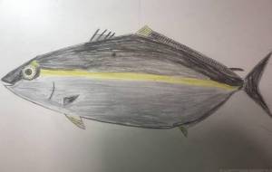 ブリ - 海牛ひろんぱ 