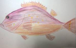 カサゴ - 海牛ひろんぱ 