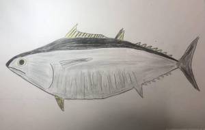 マグロ - 住田ヒロンパ 