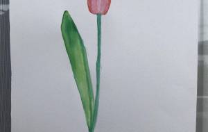 チューリップ2 - GENTIL 