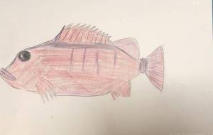 アカメバル - 海牛ひろんぱ 