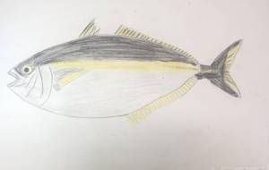 シマアジ - 海牛ひろんぱ 