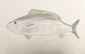 イサキ - 海牛ひろんぱ 