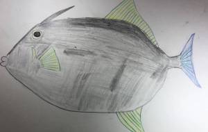 ウマヅラハギ - 住田ヒロンパ 