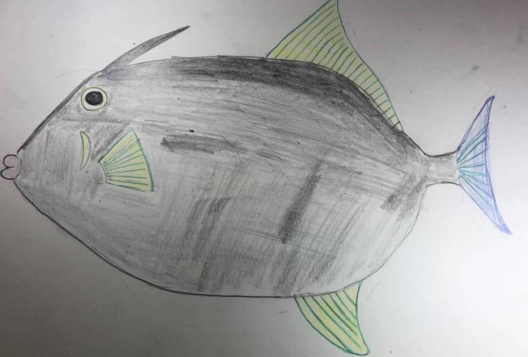 ウマヅラハギ