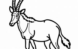 シロオリックス - シマハイエナ 