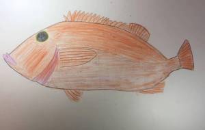 アコウダイ - 住田ヒロンパ 