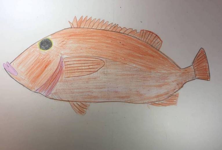 アコウダイ - 住田ヒロンパ 