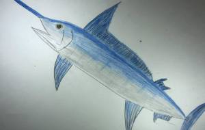 メカジキ - 海牛ひろんぱ 