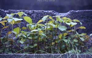 古施設に降る春の雨 - おくや　まさき 