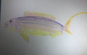 イトヨリダイ - 海牛ひろんぱ 