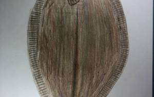 ヒラメ - 海牛ひろんぱ 