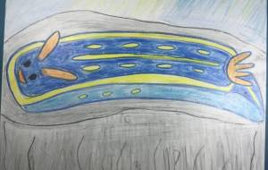 アオウミウシのベッド - 海牛ひろんぱ 