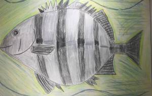 すいすいイシダイ - 海牛ひろんぱ 